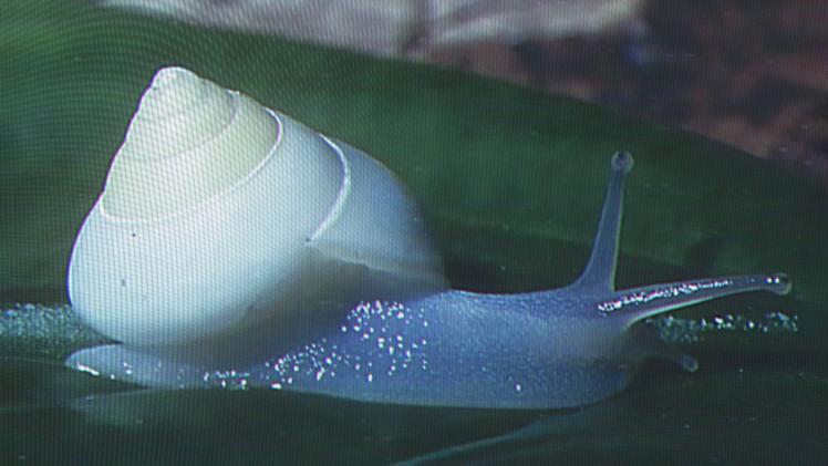 white snail on green leaf