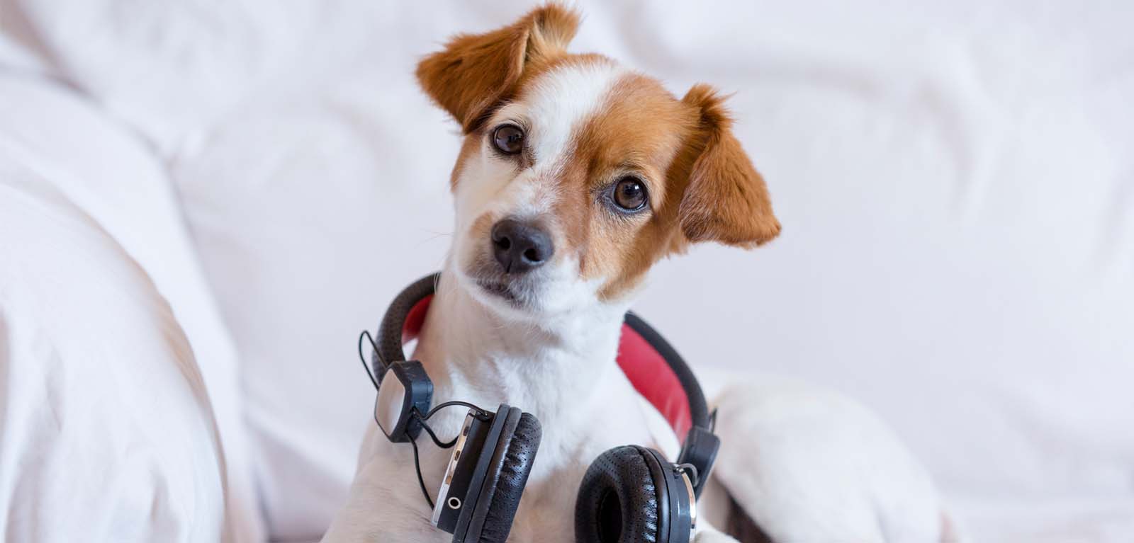 Classical Music And Audio Books Do Not Help Dogs To Relax When 