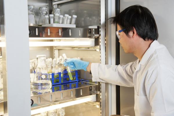 Food safety researcher removing cooled samples from a fridge in the global food security lab