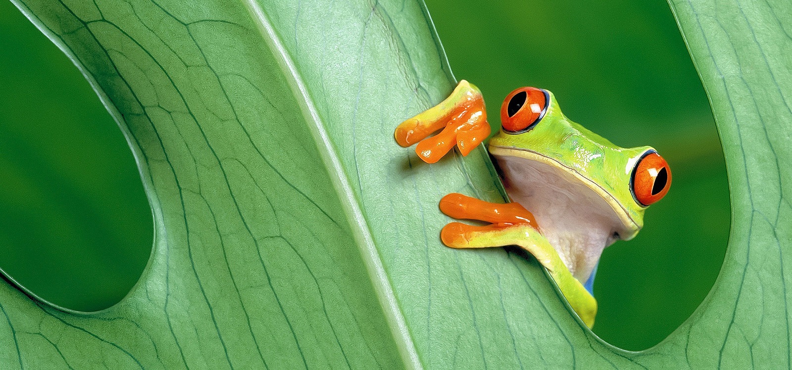 Red-Eyed-Tree-Frog BIOLOGICAL SCIENCES BANNER IMAGE