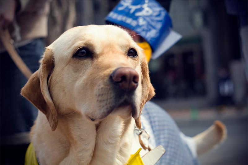 close up of a golden labrador guide dog