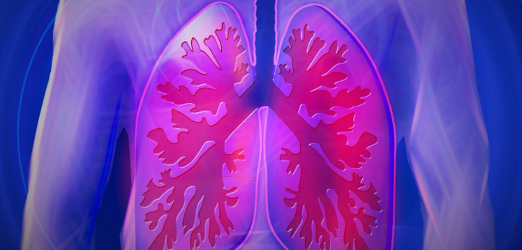 Lungs