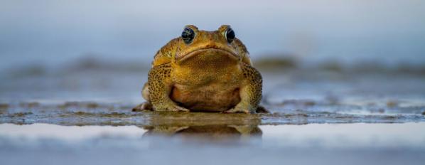 Cane toad