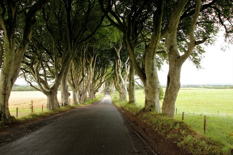 Dark Hedges in daylight