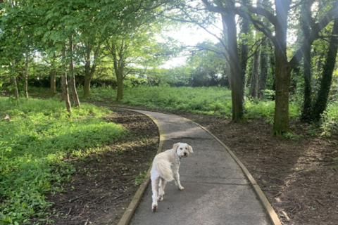 Dog walking through Greenville Park