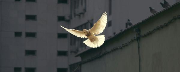 Dove flying through the air