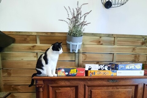 Cat in cafe in Poland