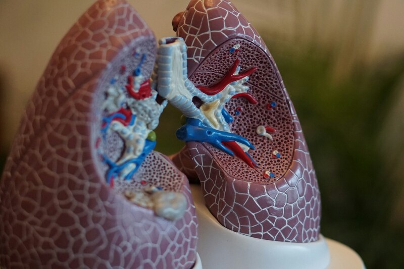 Lungs model