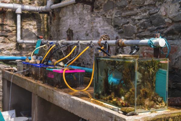 Marine Biology research at the Marine Laboratory, Portaferry