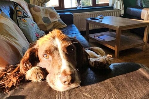 Student's dog on sofa