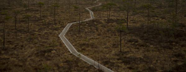 Winding path in forest