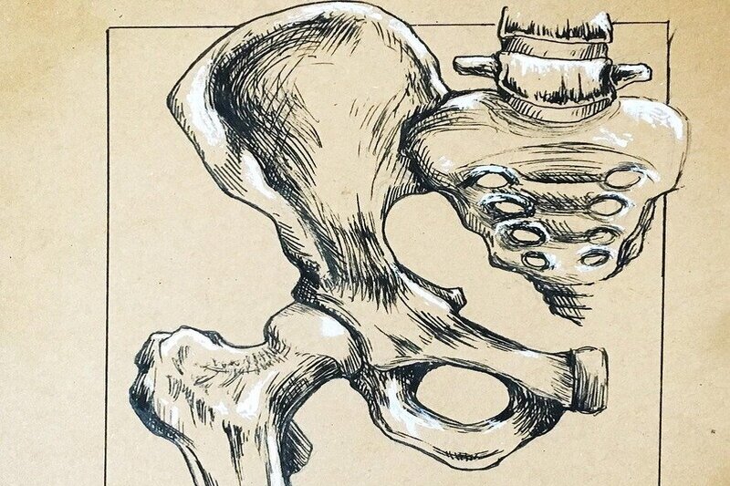 Hand drawing of pelvis