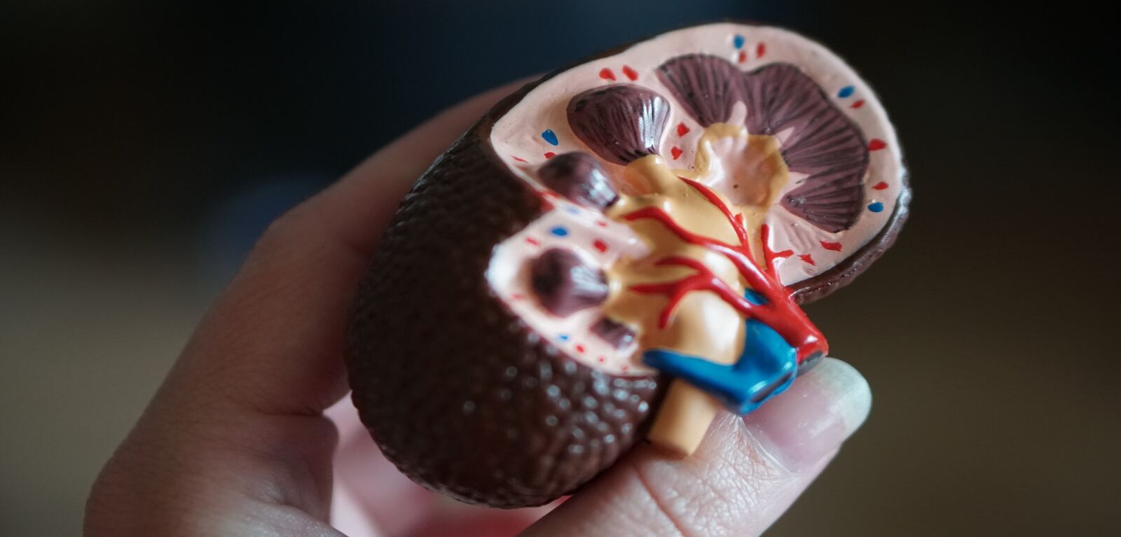 Kidney scale model