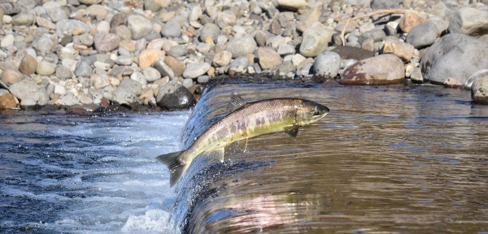 salmon in dam leaping