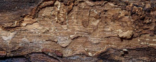 Close up of a piece of wood