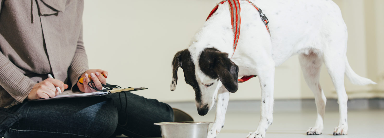 Dog participating in research at Animal Behaviour Centre