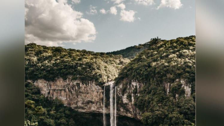 Brazilian rain forest