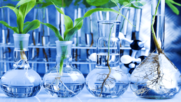 Plants in Chem Flasks