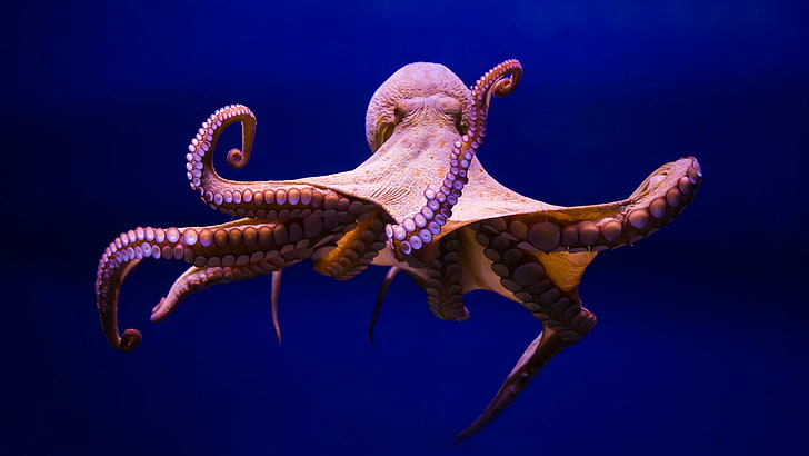 A big octopus