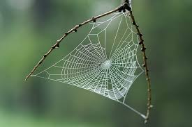 Dr Satya Kar Spider 19.10.2020