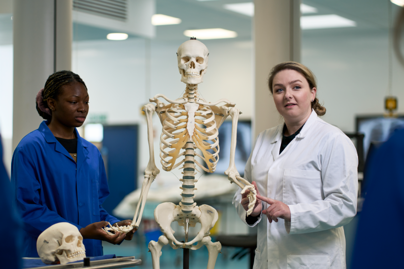 A biomedical sciences teaching demonstration using model skeleton